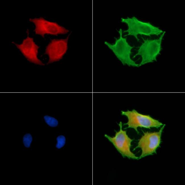 AKAP11 Antibody in Immunocytochemistry (ICC/IF)