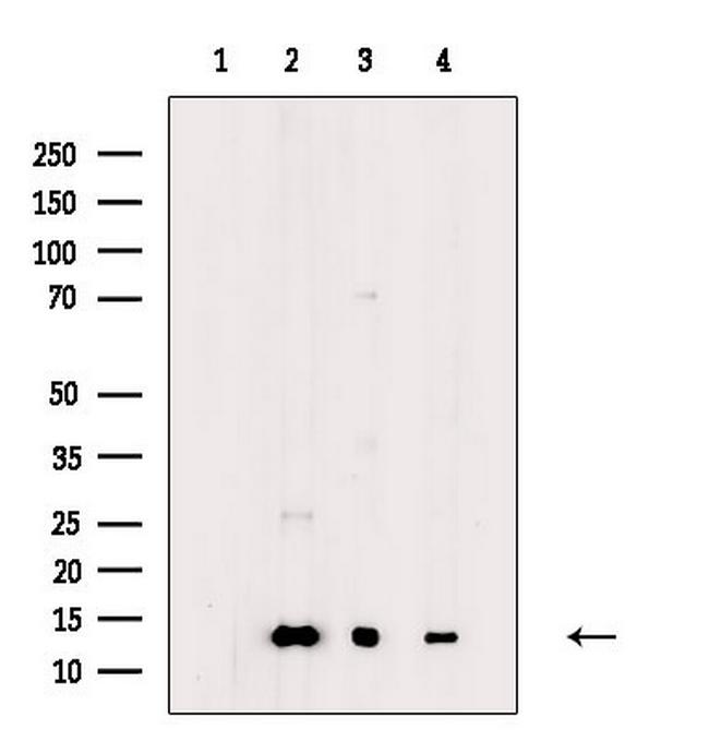 COX5B Antibody in Western Blot (WB)