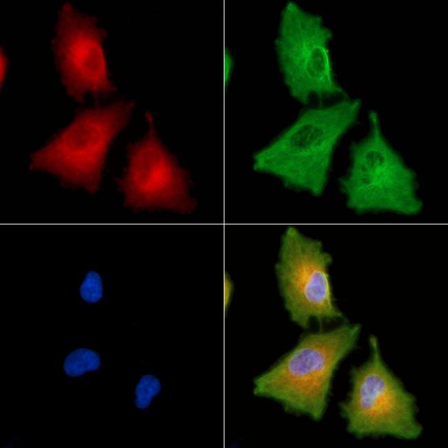 COX7B2 Antibody in Immunocytochemistry (ICC/IF)