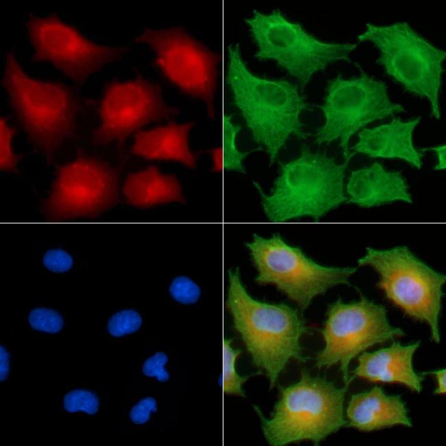 FGFBP3 Antibody in Immunocytochemistry (ICC/IF)