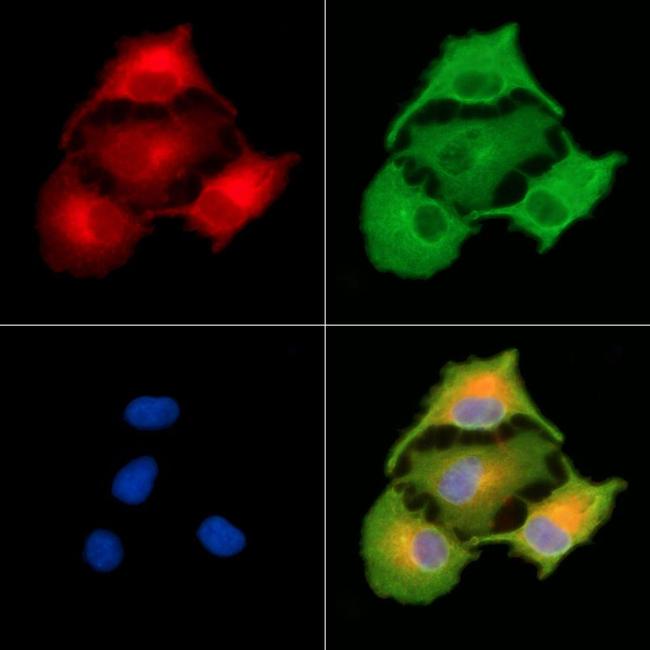 IFNA5 Antibody in Immunocytochemistry (ICC/IF)