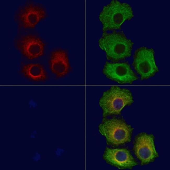 IL28B/ IFNL3 Antibody in Immunocytochemistry (ICC/IF)