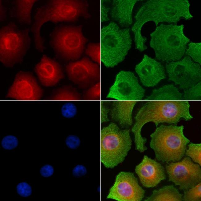 INSL5 Antibody in Immunocytochemistry (ICC/IF)