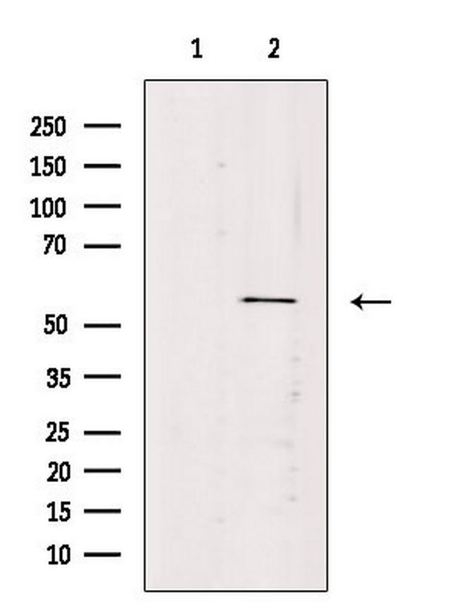 VEZF1 Antibody in Western Blot (WB)