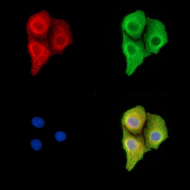 VNN2 Antibody in Immunocytochemistry (ICC/IF)