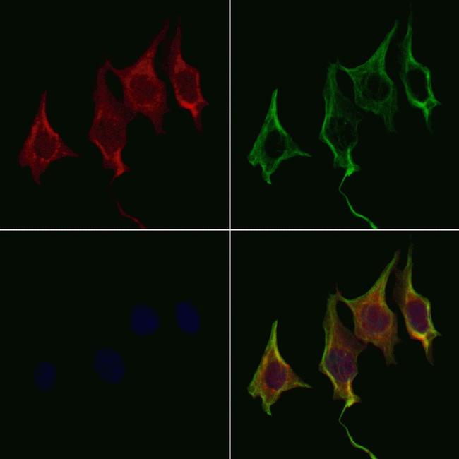 WNT8A Antibody in Immunocytochemistry (ICC/IF)