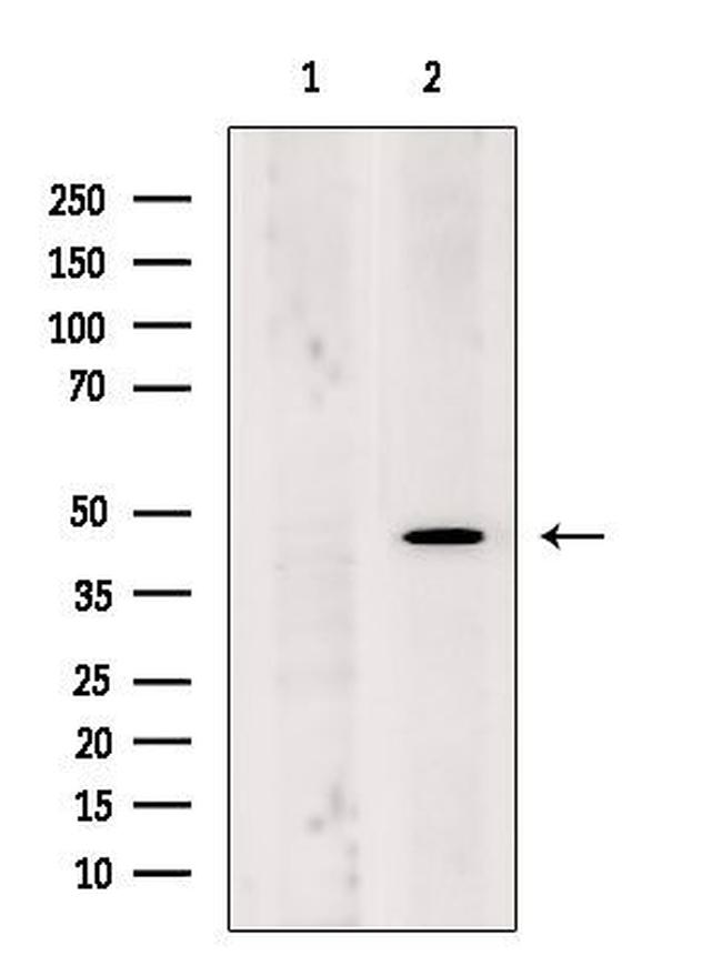 Synaptotagmin 2 Antibody in Western Blot (WB)