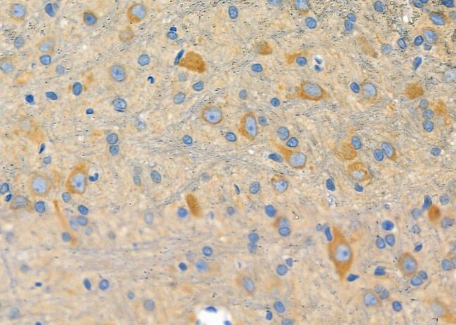 CREB3L4 Antibody in Immunohistochemistry (Paraffin) (IHC (P))