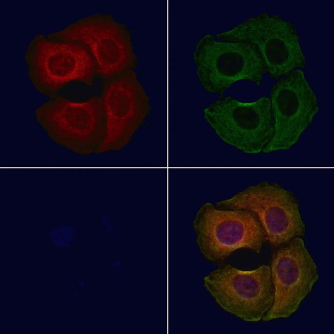 GPT2 Antibody in Immunocytochemistry (ICC/IF)