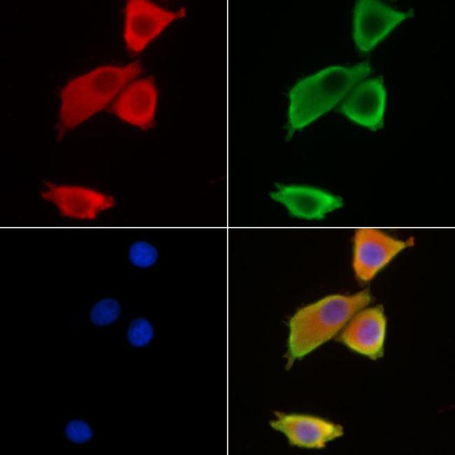 Aquaporin 10 Antibody in Immunocytochemistry (ICC/IF)