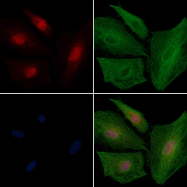 DDX42 Antibody in Immunocytochemistry (ICC/IF)