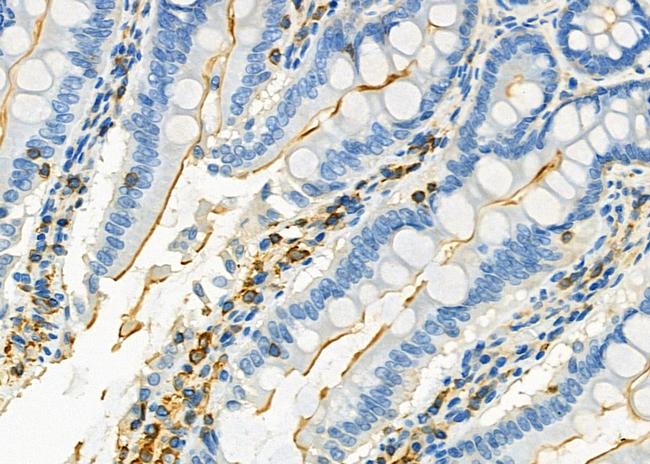 Kir4.1 (KCNJ10) Antibody in Immunohistochemistry (Paraffin) (IHC (P))