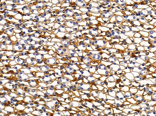 Kir4.2 (KCNJ15) Antibody in Immunohistochemistry (Paraffin) (IHC (P))