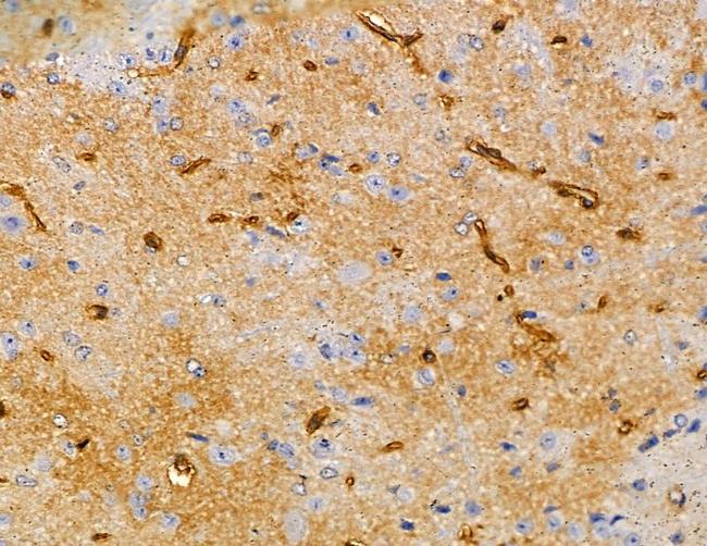 CAMLG Antibody in Immunohistochemistry (Paraffin) (IHC (P))