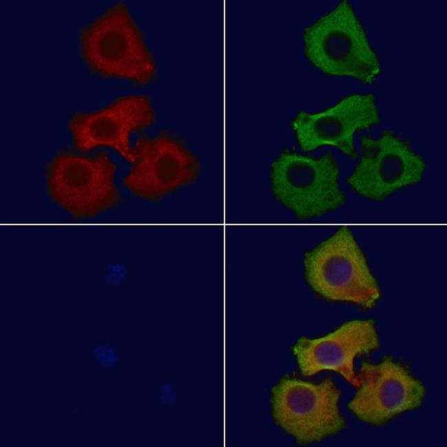 Calpain 6 Antibody in Immunocytochemistry (ICC/IF)