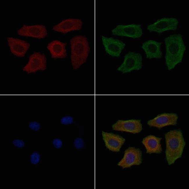 Carboxypeptidase D Antibody in Immunocytochemistry (ICC/IF)