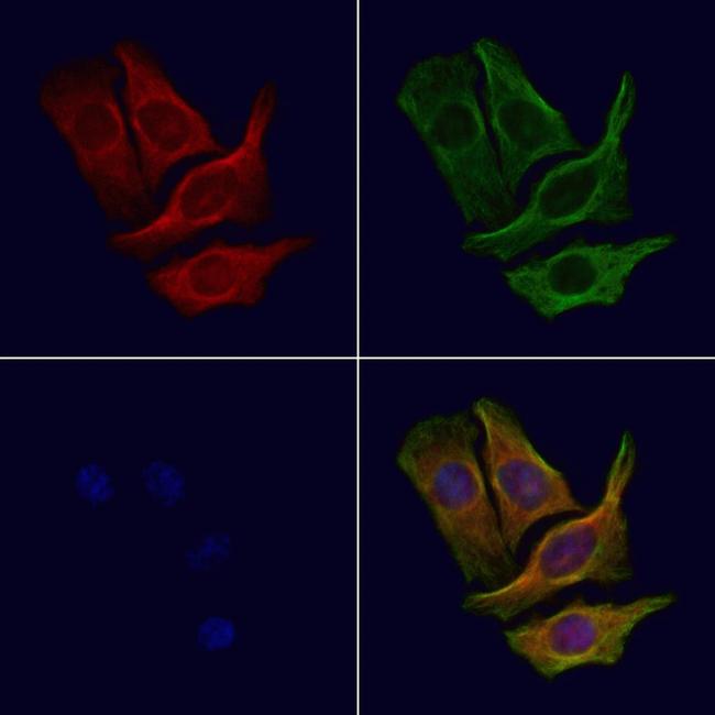 CCP110 Antibody in Immunocytochemistry (ICC/IF)