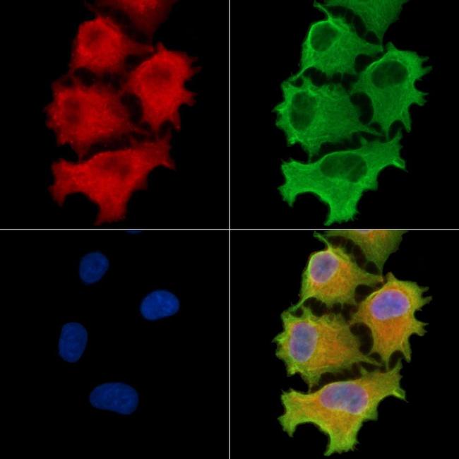 CEP41 Antibody in Immunocytochemistry (ICC/IF)