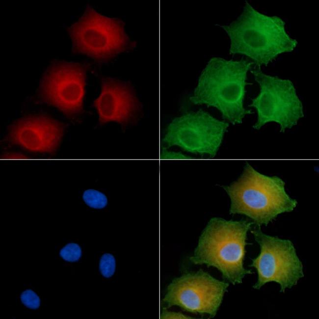 PDE3B Antibody in Immunocytochemistry (ICC/IF)