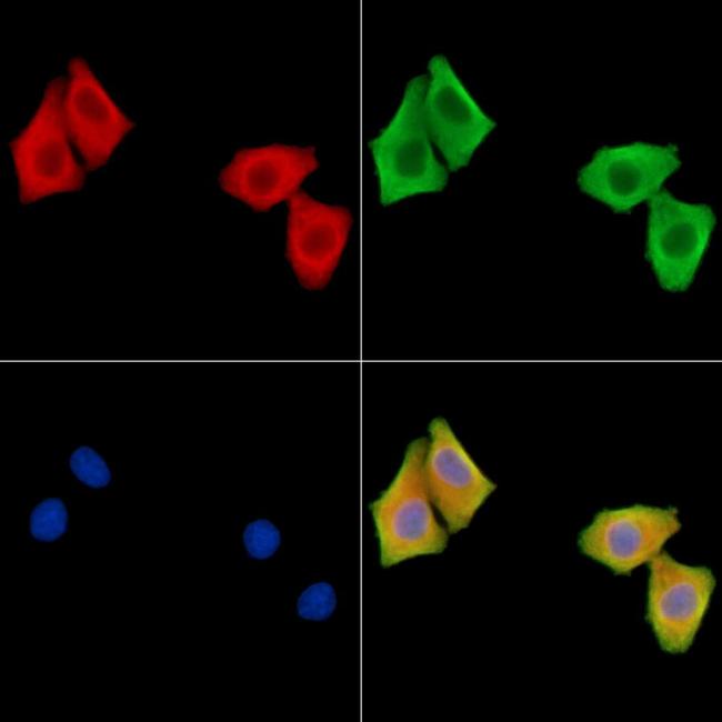 Factor XI Antibody in Immunocytochemistry (ICC/IF)