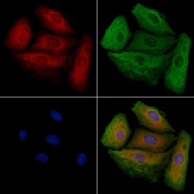 MARCH1 Antibody in Immunocytochemistry (ICC/IF)