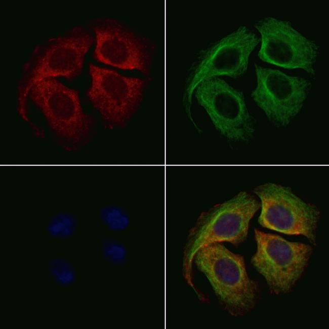 EIF3J Antibody in Immunocytochemistry (ICC/IF)