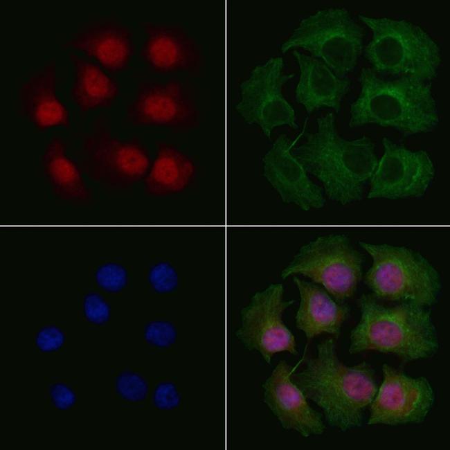 KHSRP Antibody in Immunocytochemistry (ICC/IF)