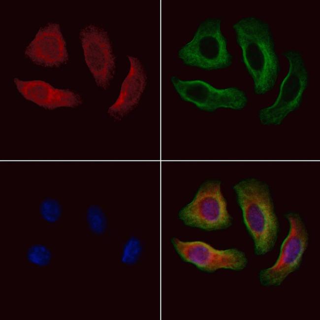 Fibulin 1 Antibody in Immunocytochemistry (ICC/IF)