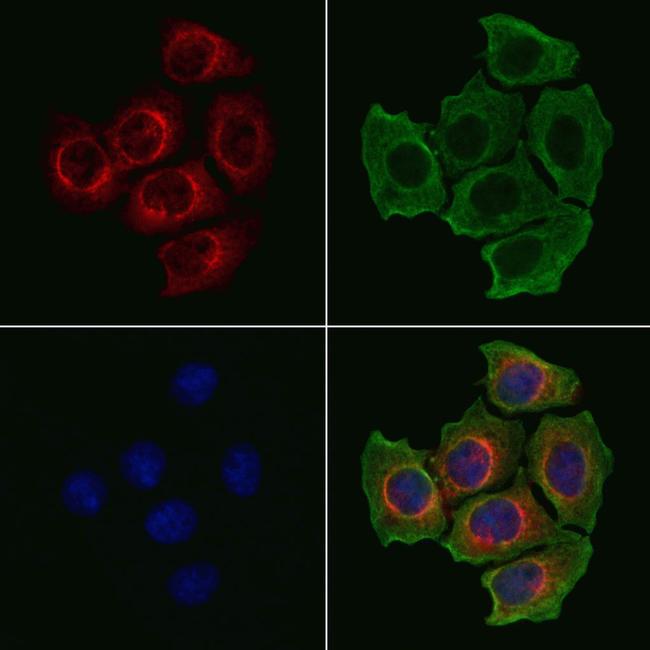 GCP2 Antibody in Immunocytochemistry (ICC/IF)