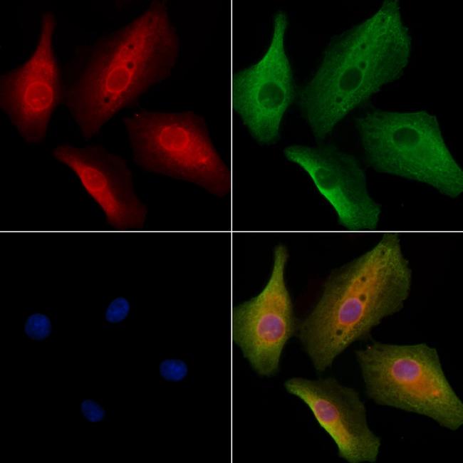 RABIF Antibody in Immunocytochemistry (ICC/IF)