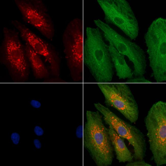 GNG3 Antibody in Immunocytochemistry (ICC/IF)