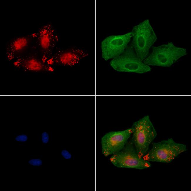 HOXB3 Antibody in Immunocytochemistry (ICC/IF)