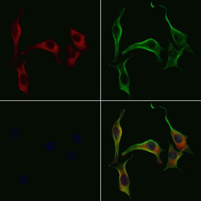 Kir7.1 (KCNJ13) Antibody in Immunocytochemistry (ICC/IF)