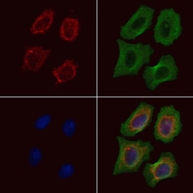 CD85j (ILT2) Antibody in Immunocytochemistry (ICC/IF)