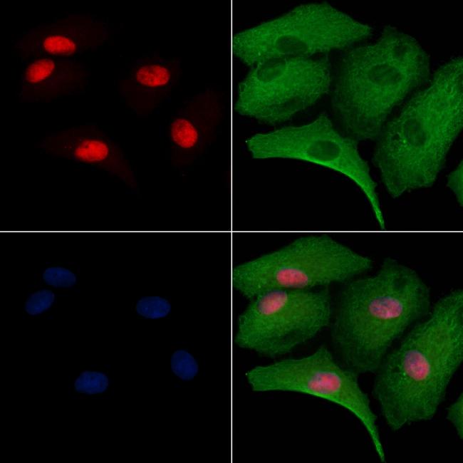 MED29 Antibody in Immunocytochemistry (ICC/IF)