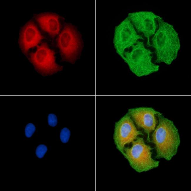 C3orf31 Antibody in Immunocytochemistry (ICC/IF)