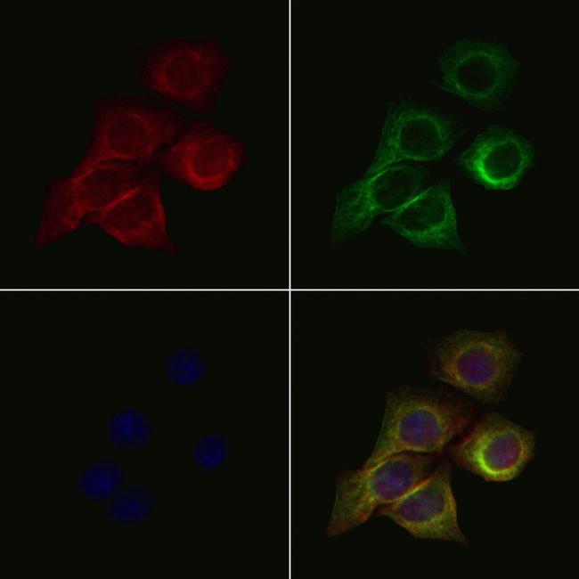 MYH3 Antibody in Immunocytochemistry (ICC/IF)