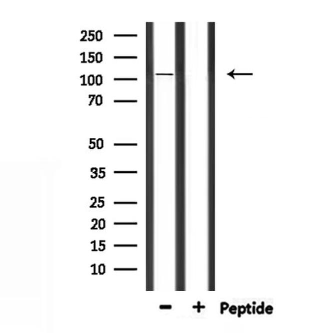 MYO1A Antibody in Western Blot (WB)