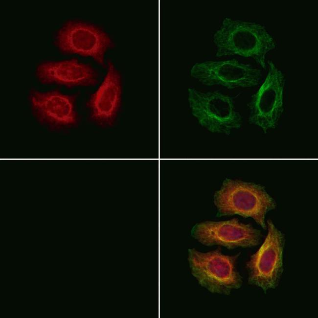 NDUFC1 Antibody in Immunocytochemistry (ICC/IF)