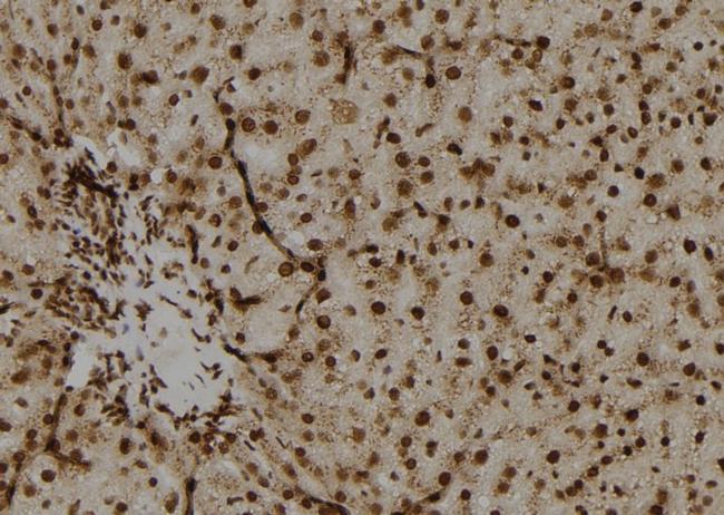 OAZ2 Antibody in Immunohistochemistry (Paraffin) (IHC (P))