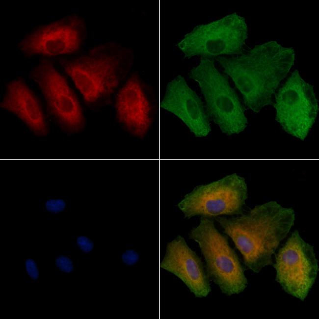 PAOX Antibody in Immunocytochemistry (ICC/IF)