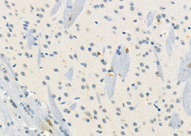 KCNE3 Antibody in Immunohistochemistry (Paraffin) (IHC (P))