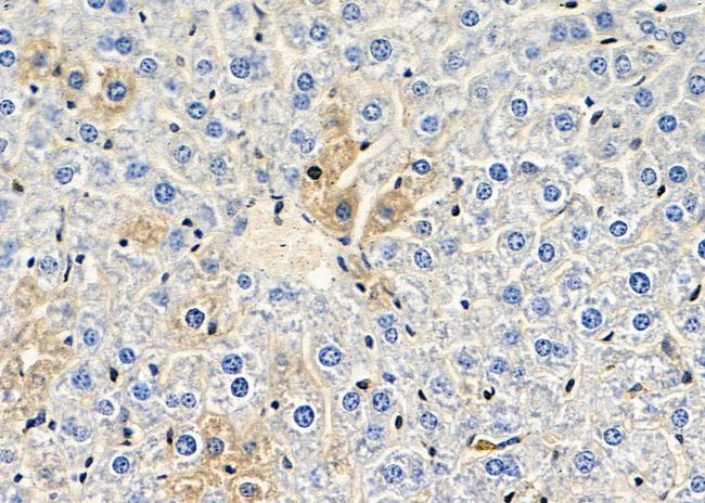 SERPINA10 Antibody in Immunohistochemistry (Paraffin) (IHC (P))