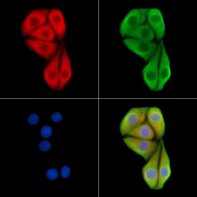 RGL1 Antibody in Immunocytochemistry (ICC/IF)