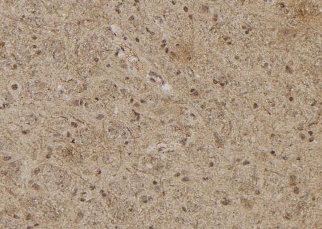 RASSF8 Antibody in Immunohistochemistry (Paraffin) (IHC (P))