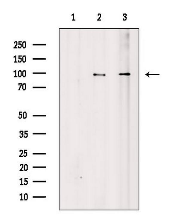 RGS19 Antibody in Western Blot (WB)