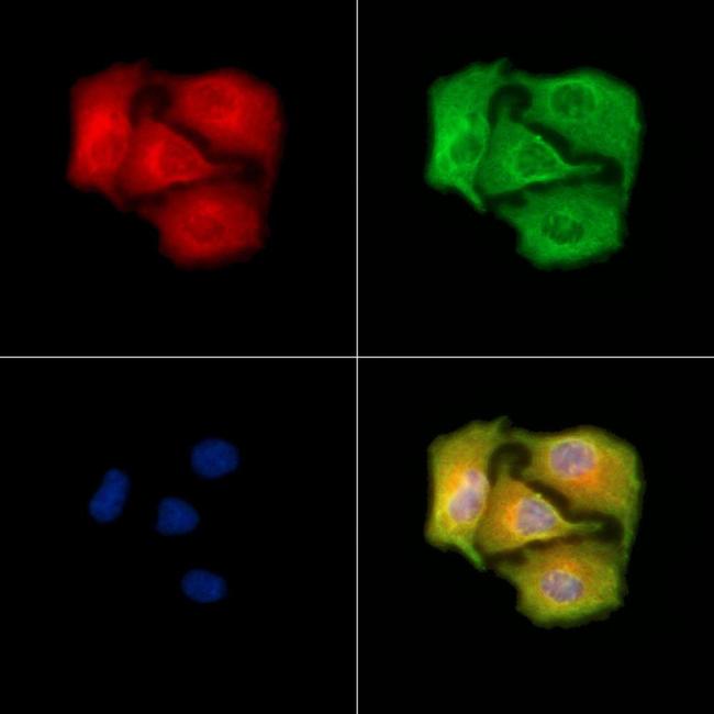 SCARA3 Antibody in Immunocytochemistry (ICC/IF)