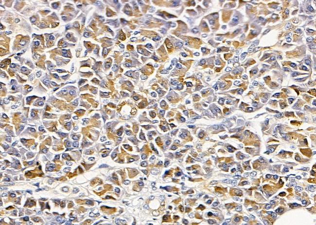 SLC24A2 Antibody in Immunohistochemistry (Paraffin) (IHC (P))