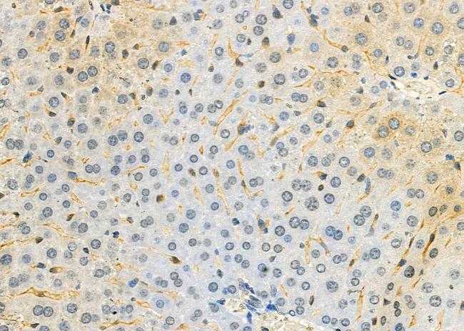 FXYD2 Antibody in Immunohistochemistry (Paraffin) (IHC (P))