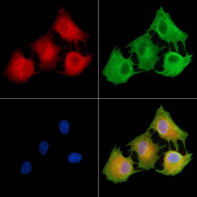 TRAK2 Antibody in Immunocytochemistry (ICC/IF)